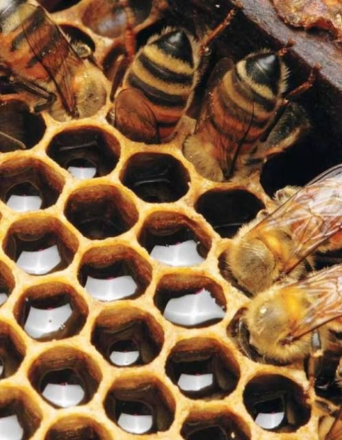 Unnatural honey production methods!