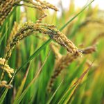 معرفی گیاه برنج