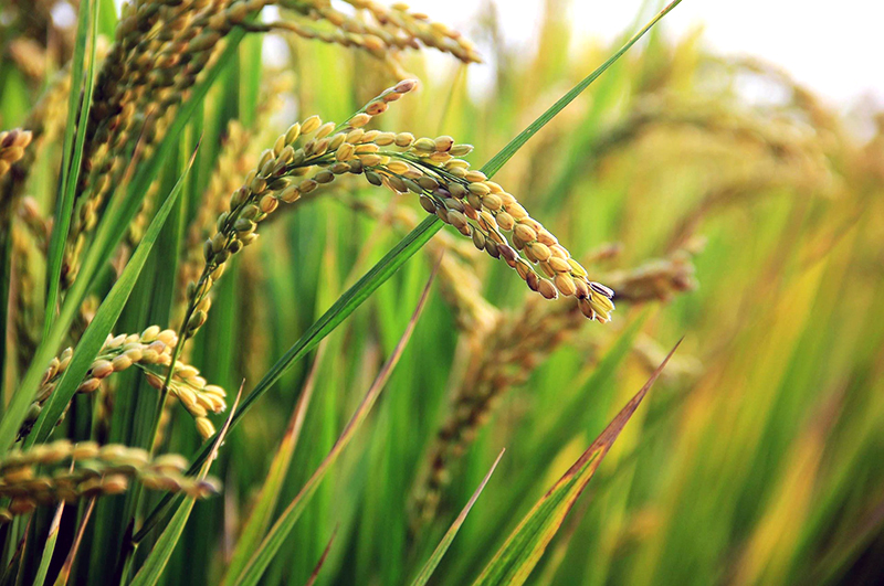 معرفی گیاه برنج